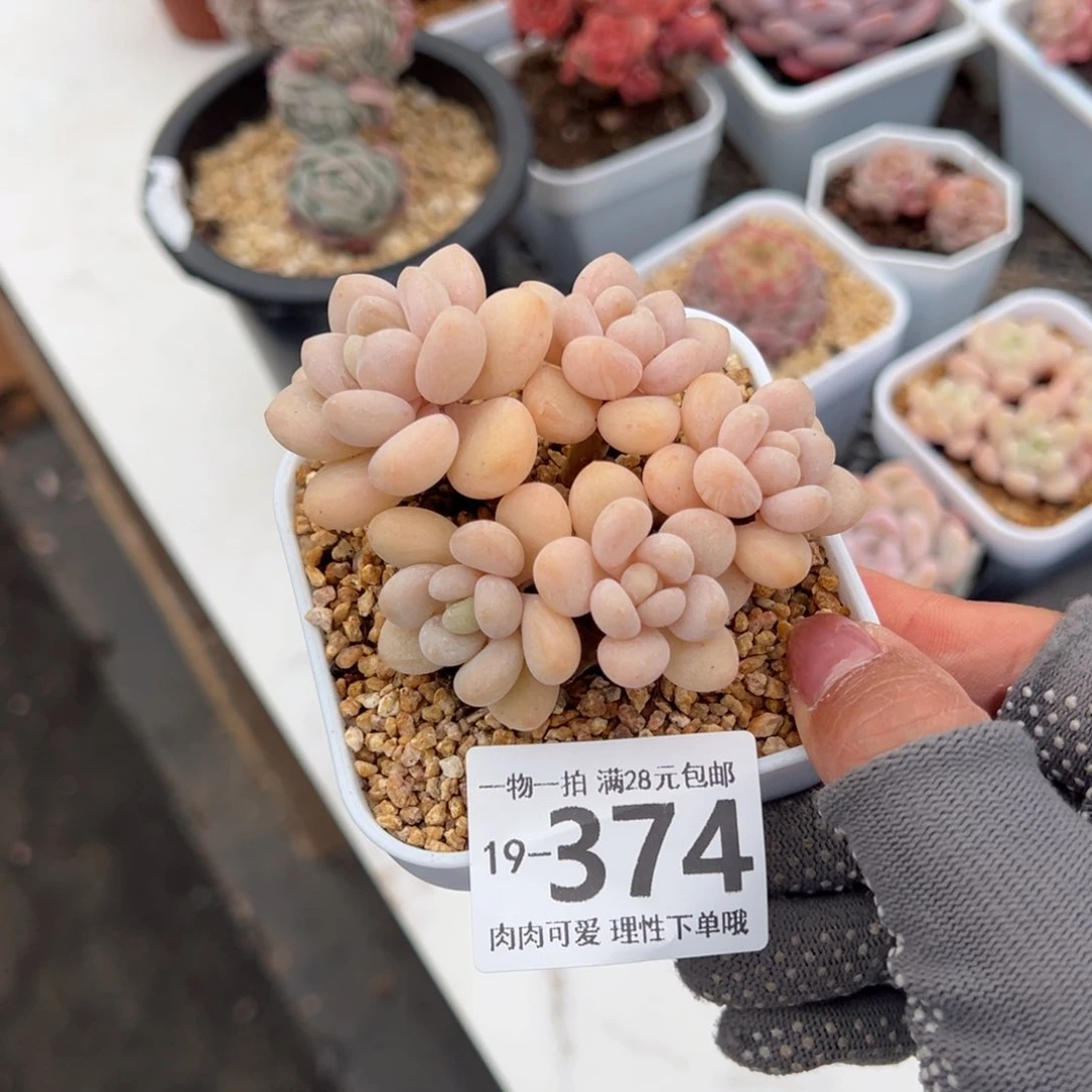 奶白糖多肉多肉多肉多肉