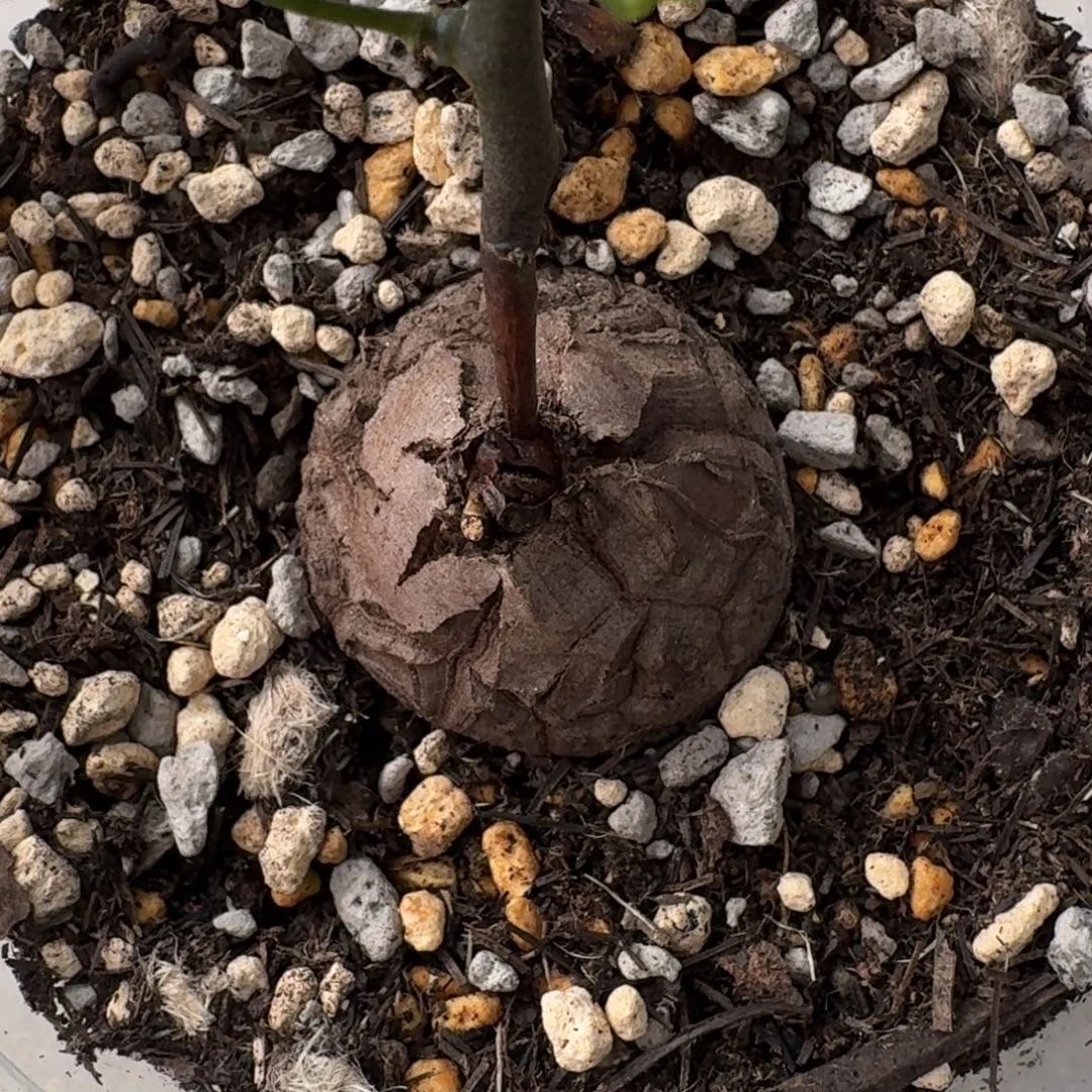 潜力股南非龟甲龙一物一拍