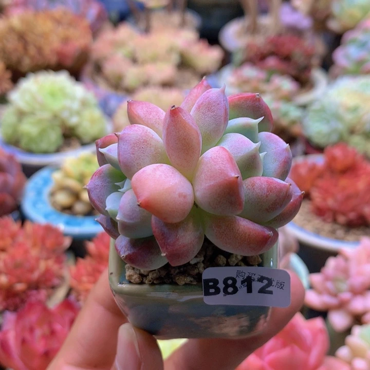 一物一拍含盆土满38包邮B812