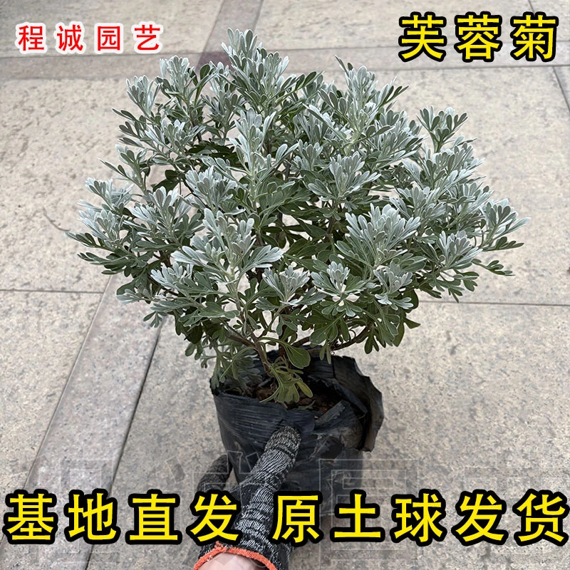 芙蓉菊盆栽闽南蒲玲老人花庭院绿植雪艾草本花卉闽南芙蓉