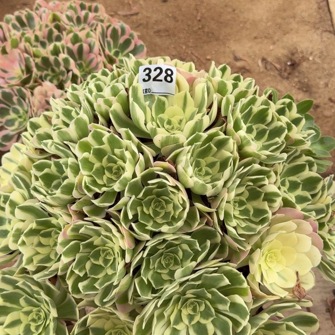 328白凤多肉植物