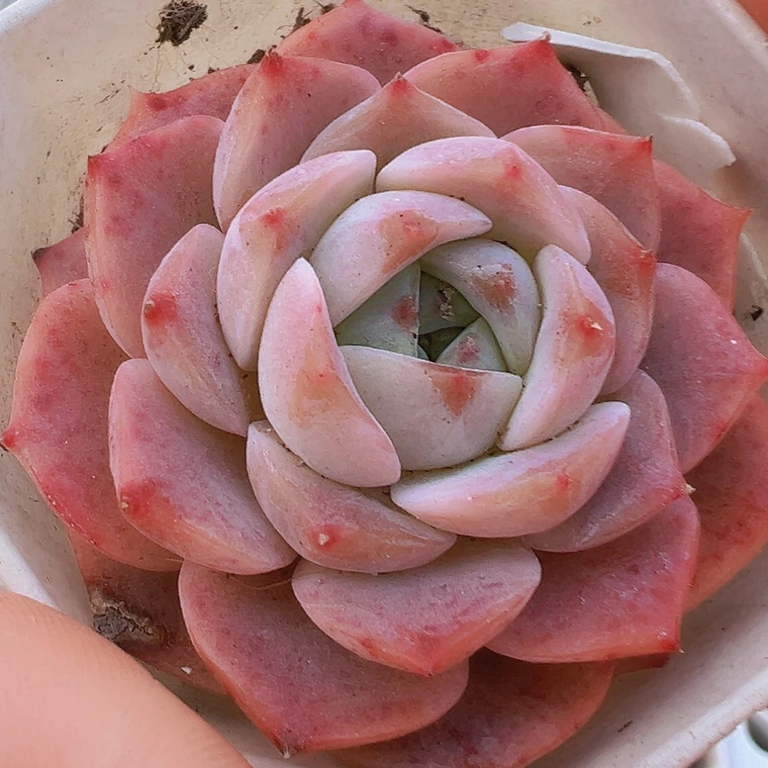 粉纯爱2盆19包邮植物