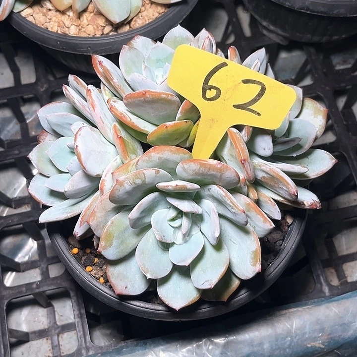 奶茶62号码牌子的话题