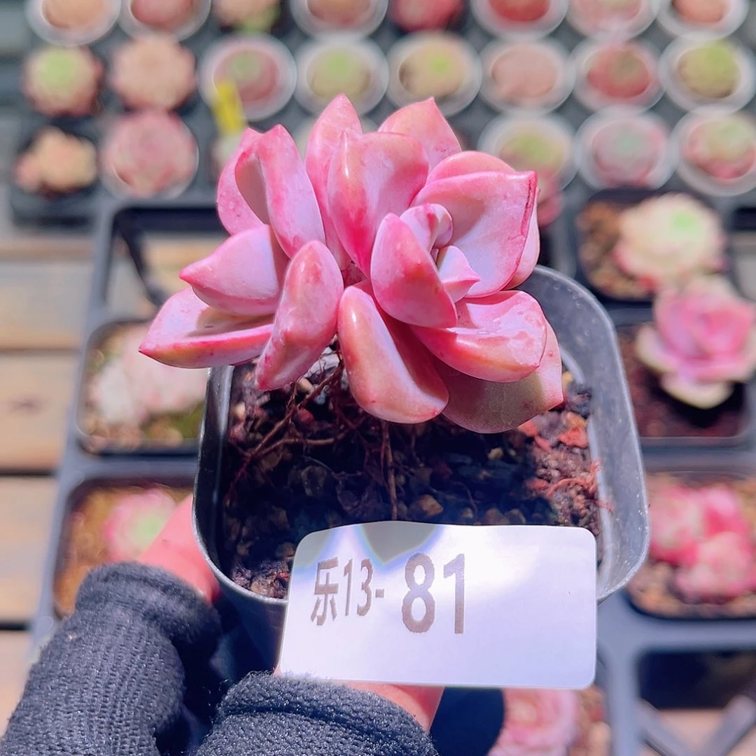 乐然13-81 彩虹糖