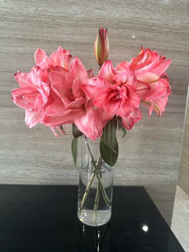 布朗尼重瓣百合有香味水培鲜花人工吸色