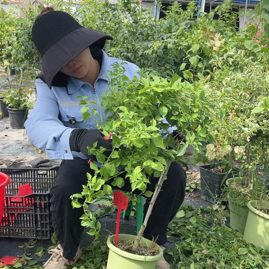 *****当前无花栽培后可以开花S47魔法樱花