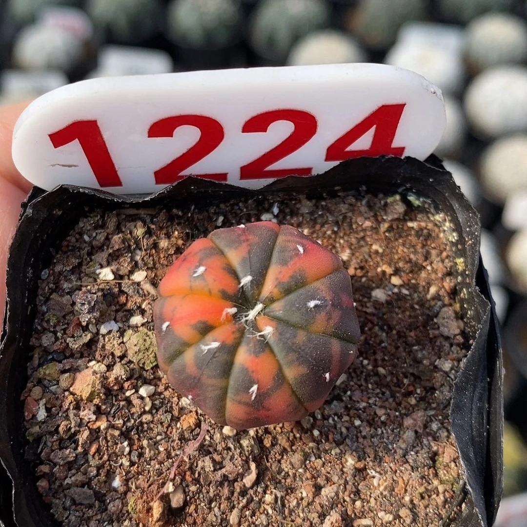 1224兜锦特价福利来袭