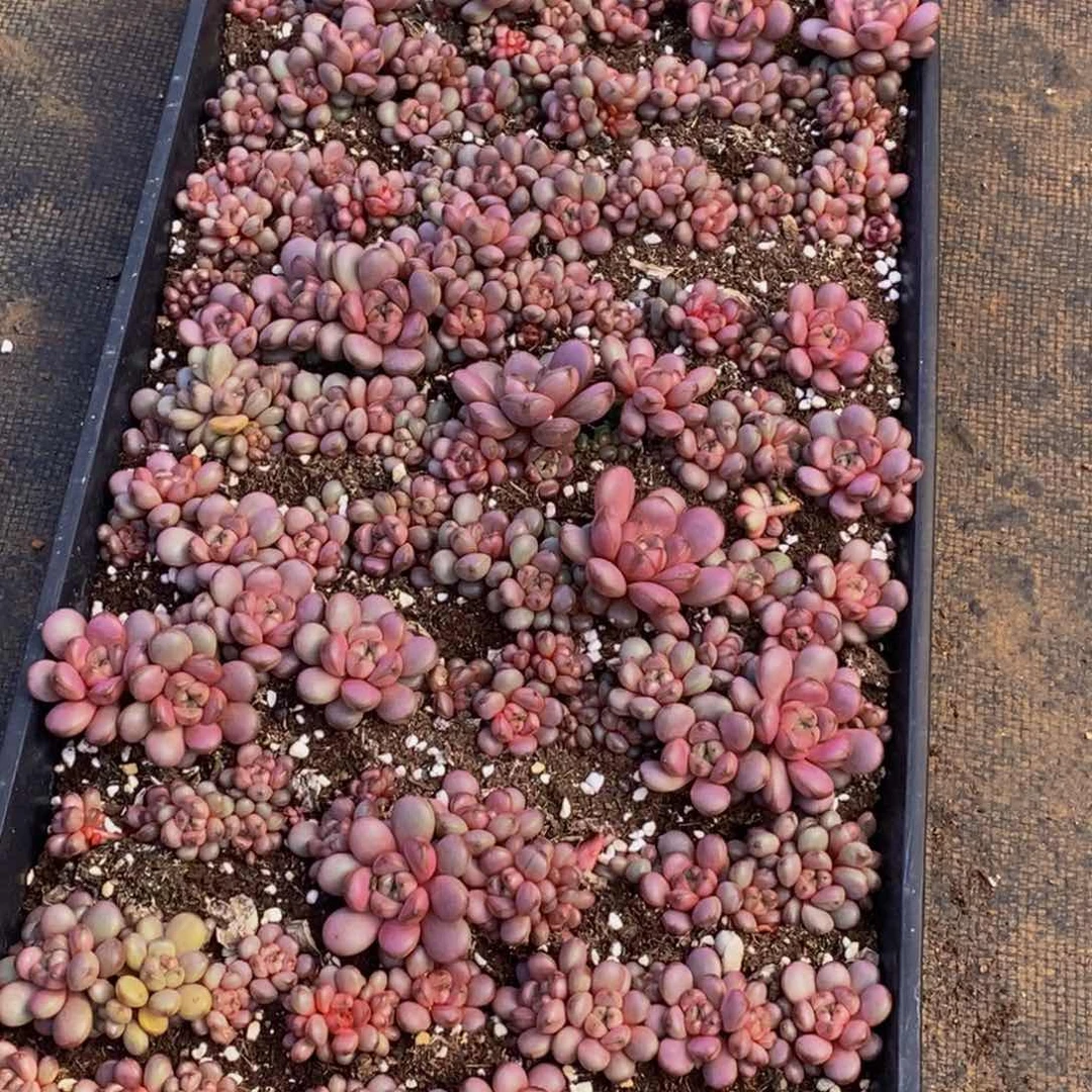 381多肉植物保护研究所所长助理