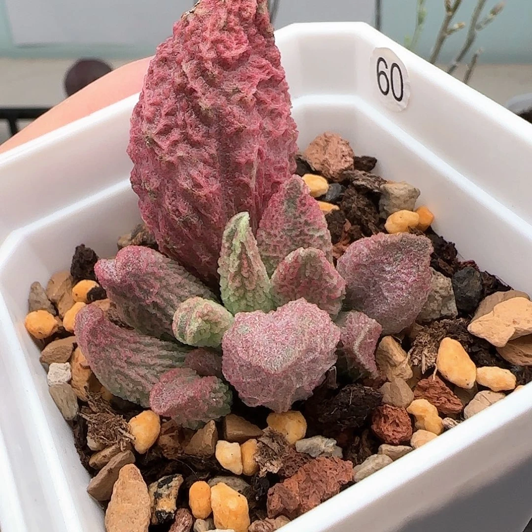 生***么白肌红蛋多肉水泡植物