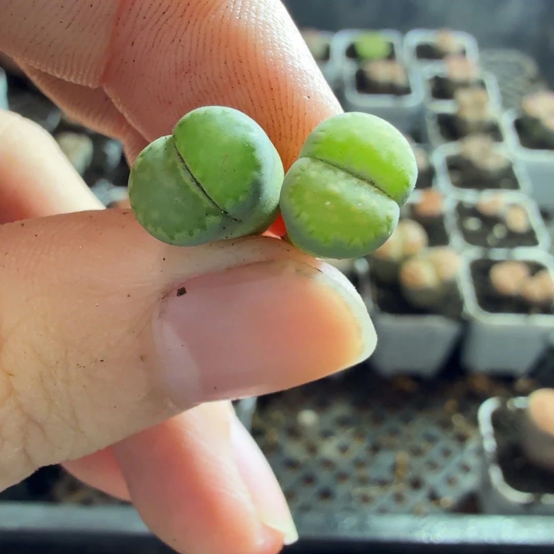 云***候多肉植物的生长发育和生长898