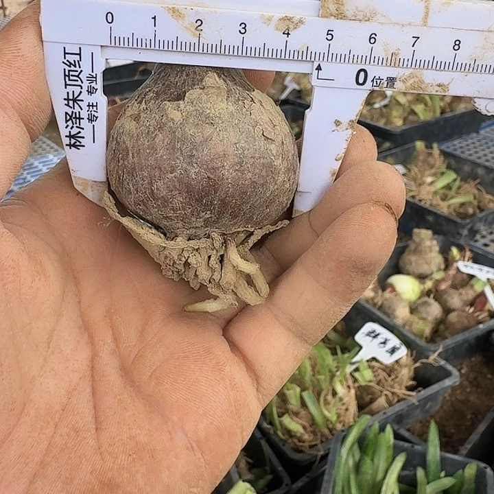 幻蝶朱顶红一棵  4.8