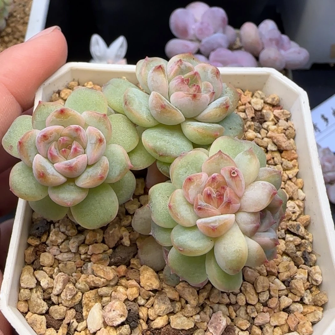 【满29包邮非偏远】963五头群糖心小树