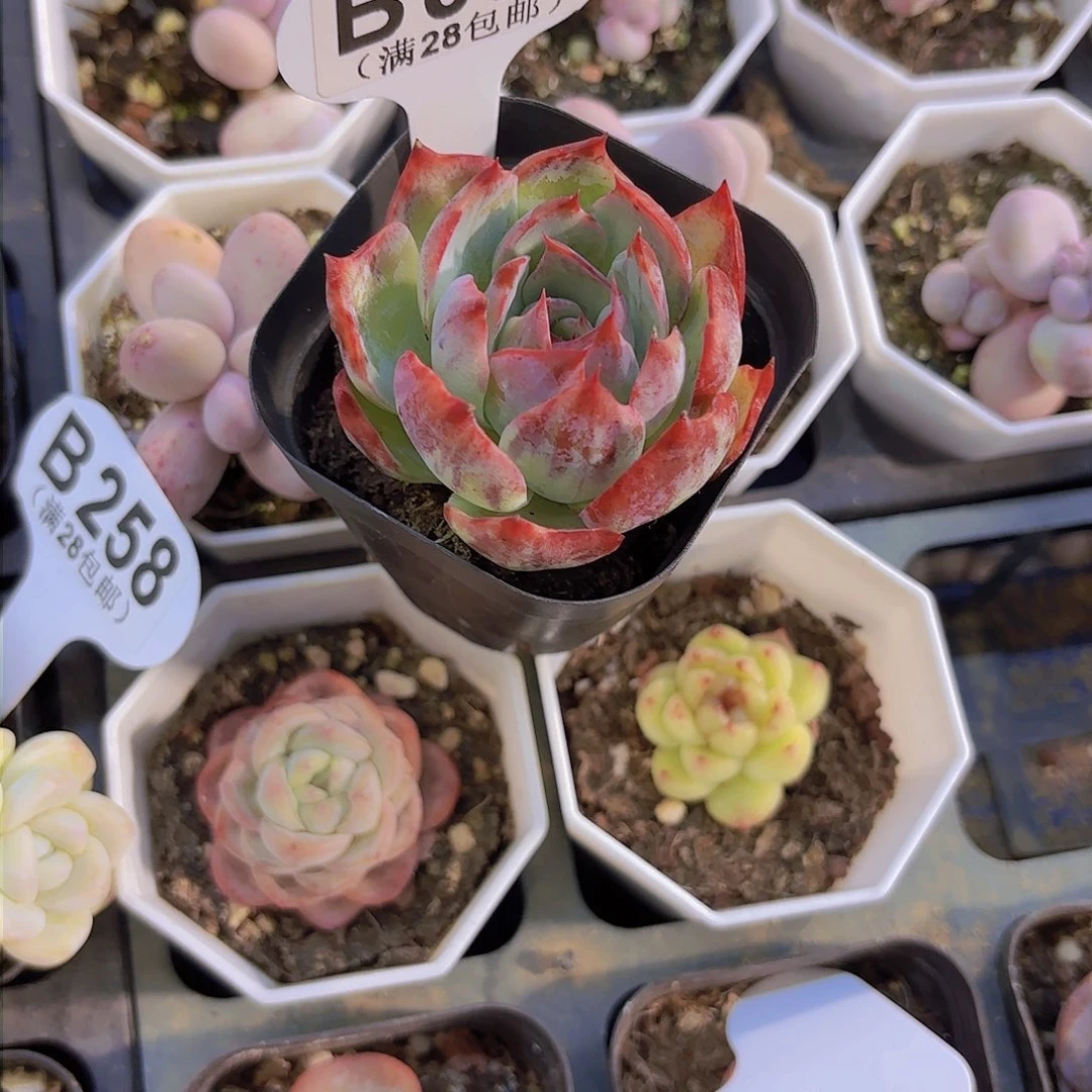 B094惊鸿仙子一物一拍