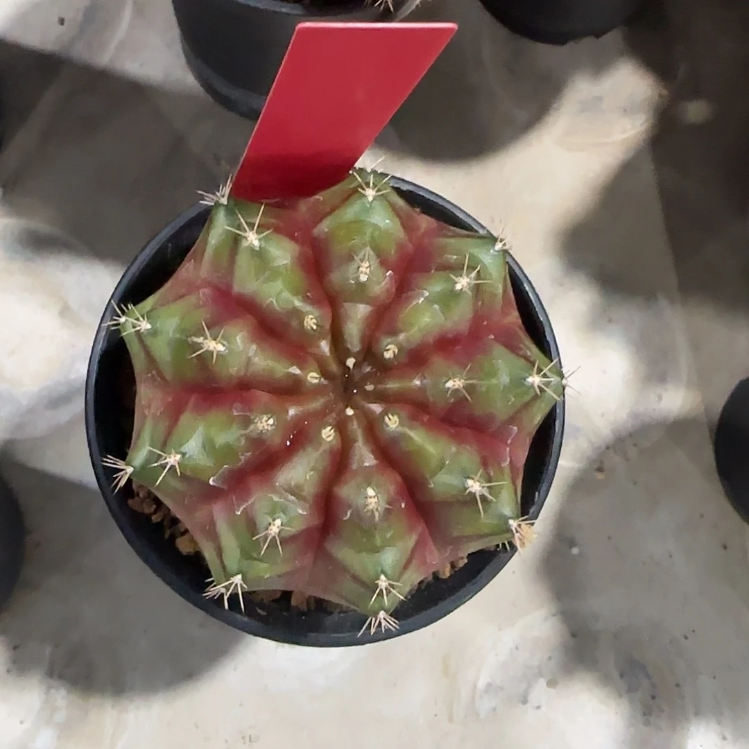 L795-0105泰国发货 山楂树之恋