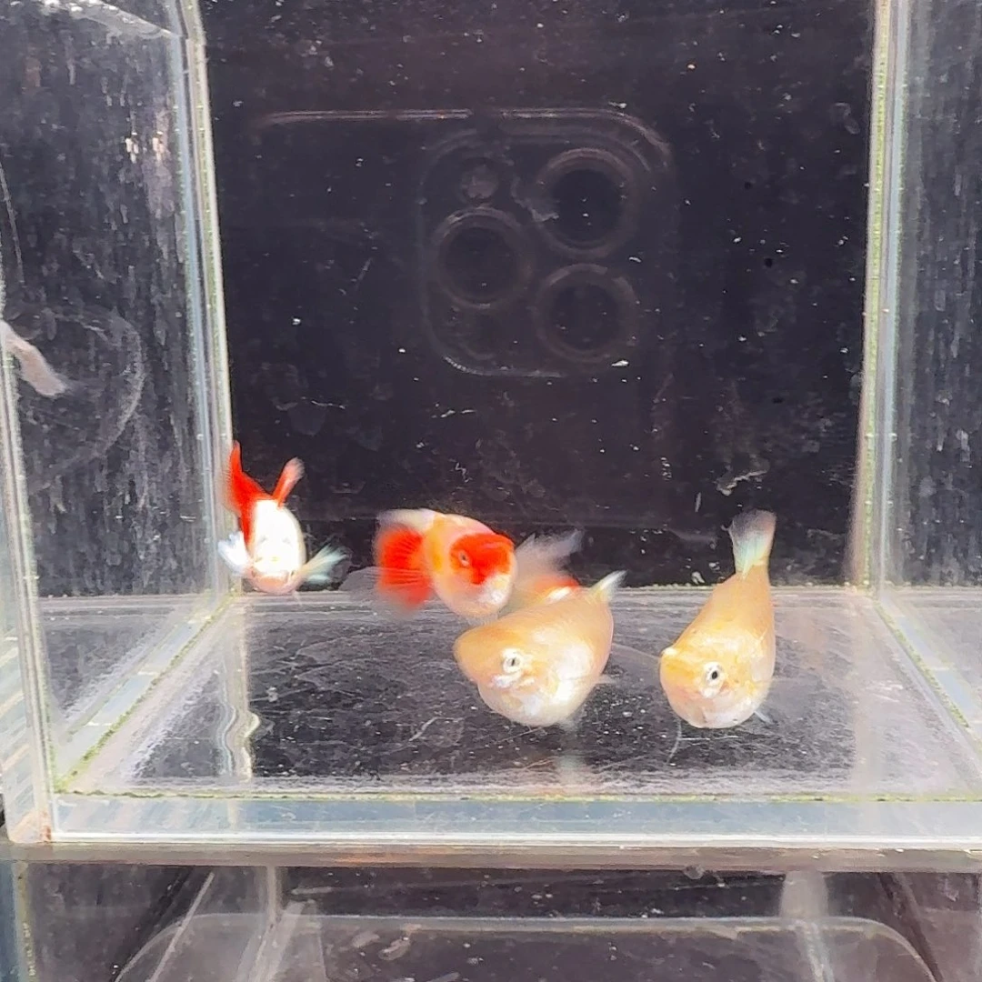 孔雀鱼圣诞2对孔雀鱼