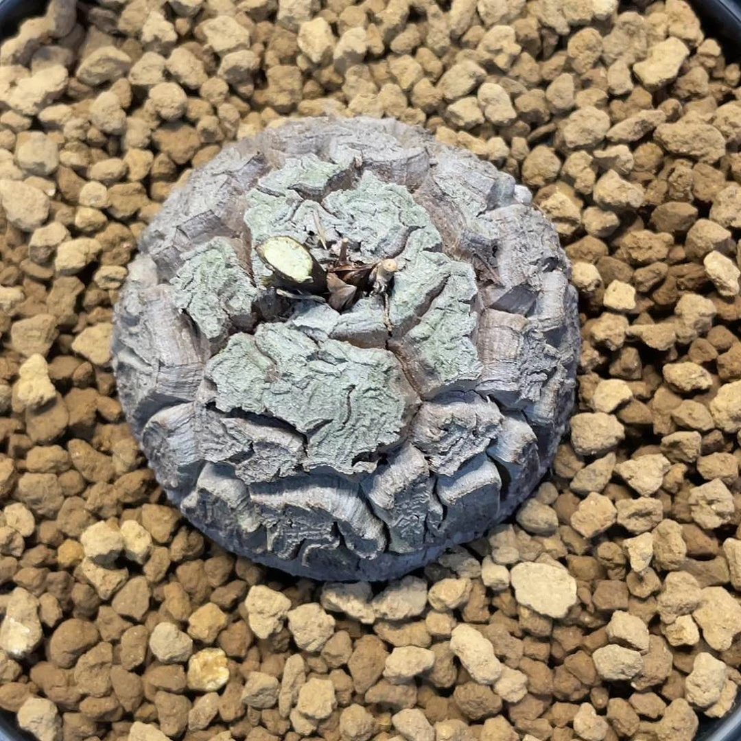 11龟甲龙不退不换