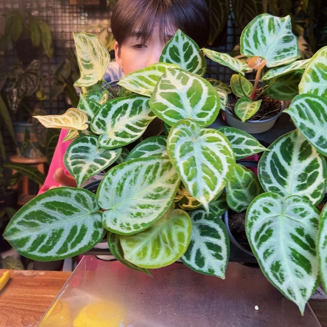 完全开放福利铜锣烧银刷子随机发