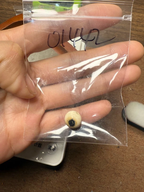 01442猛犸牙蓝眼睛单颗配饰