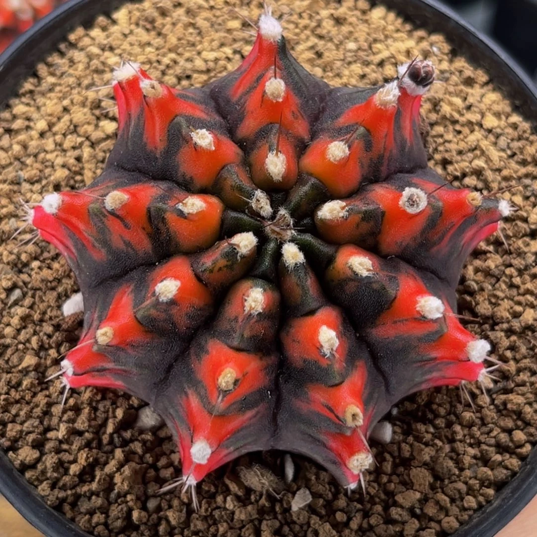 乌贼猫眼 米哈仙人球