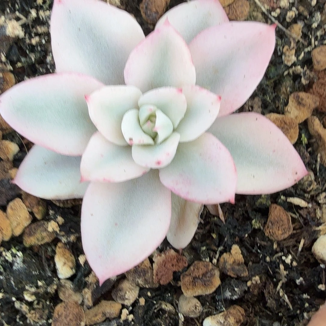 奶油黄桃锦宽覆轮锦，多肉