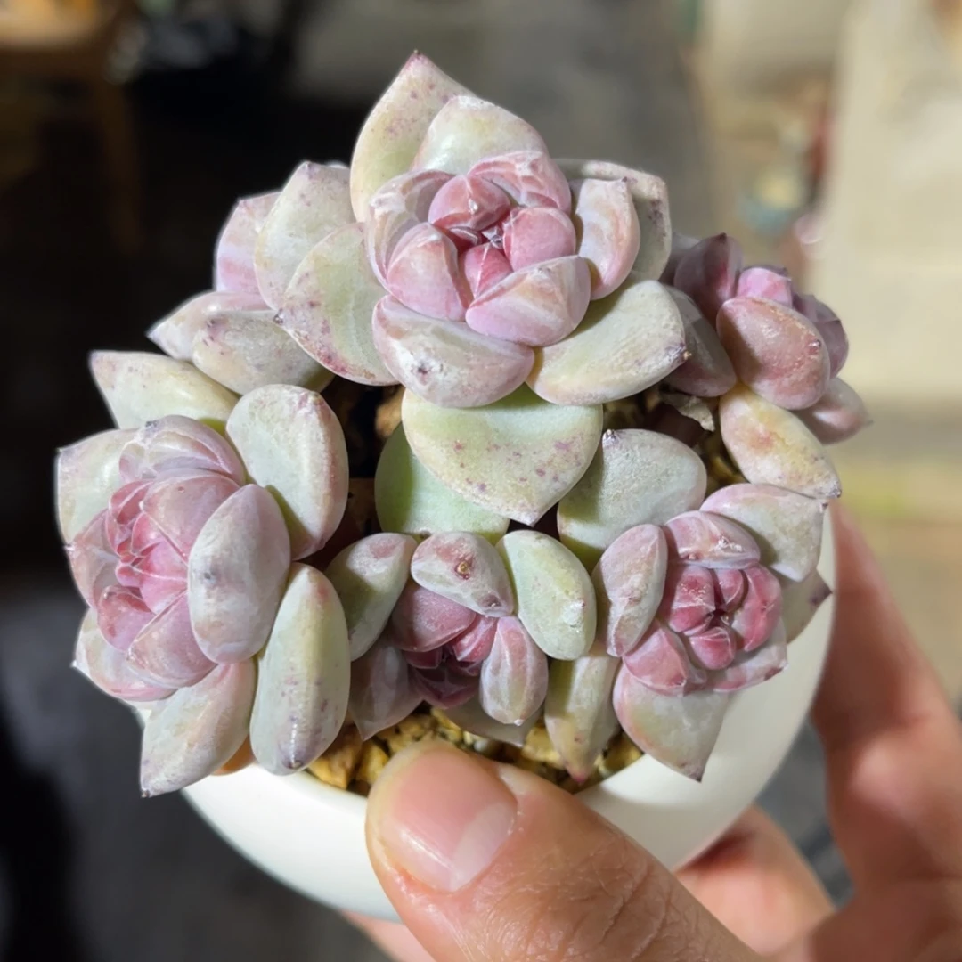 星影石榴籽有砍 一物一拍不支持退换