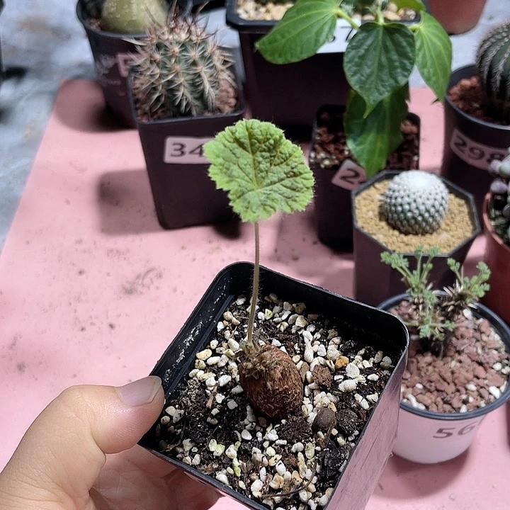 578紫背圆叶杨葵块根