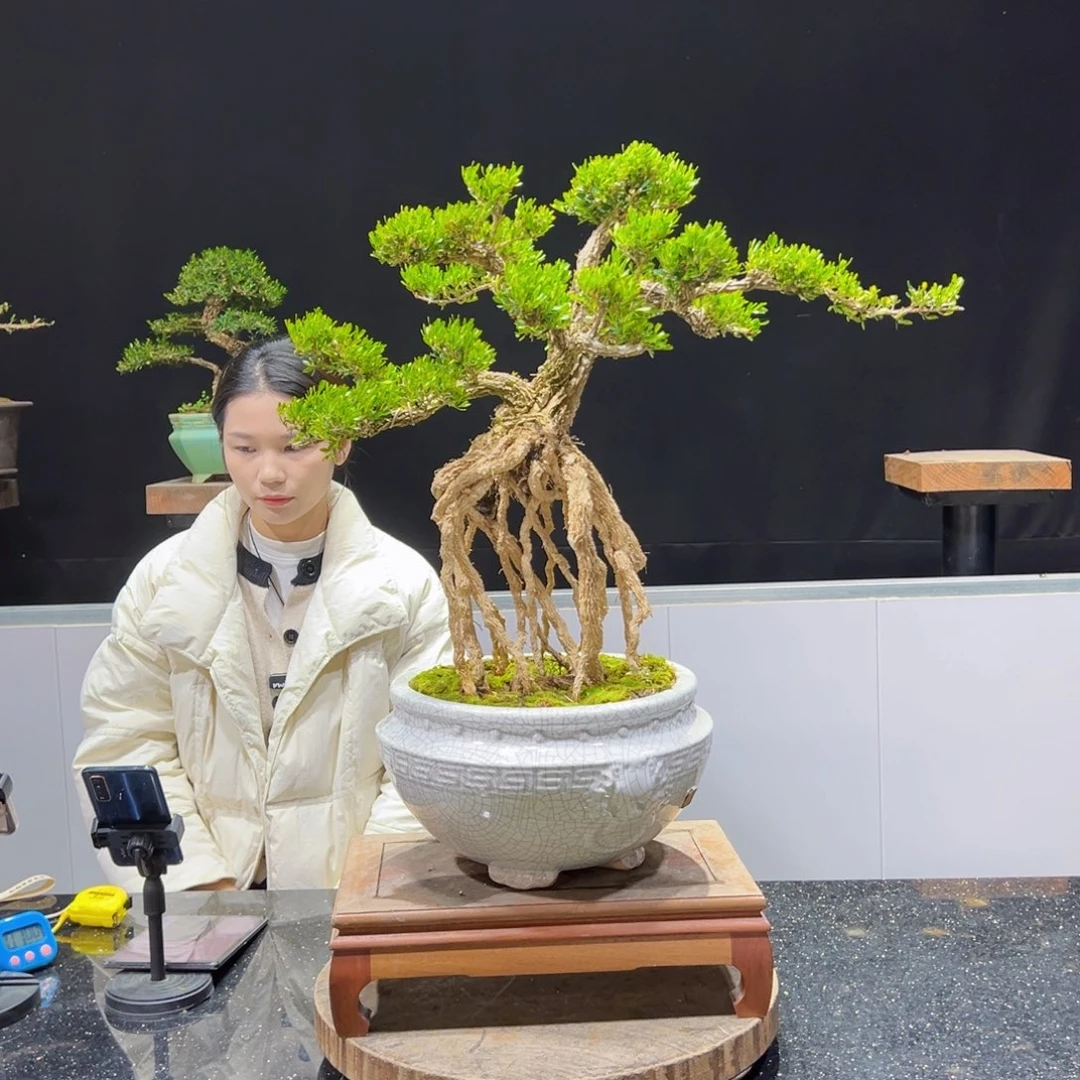 黄杨盆景老桩四季常青