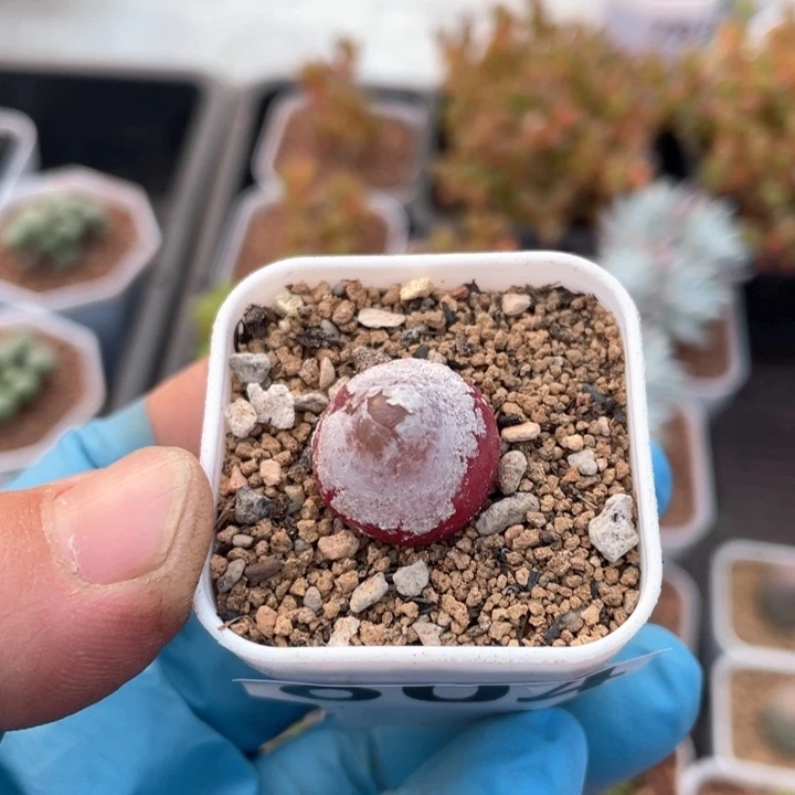 越*樾804灯泡植物一颗