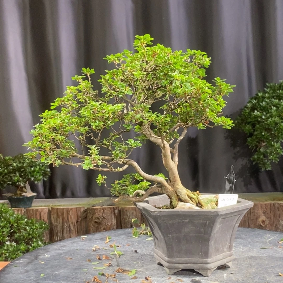 无花朵皋月杜鹃一物一拍