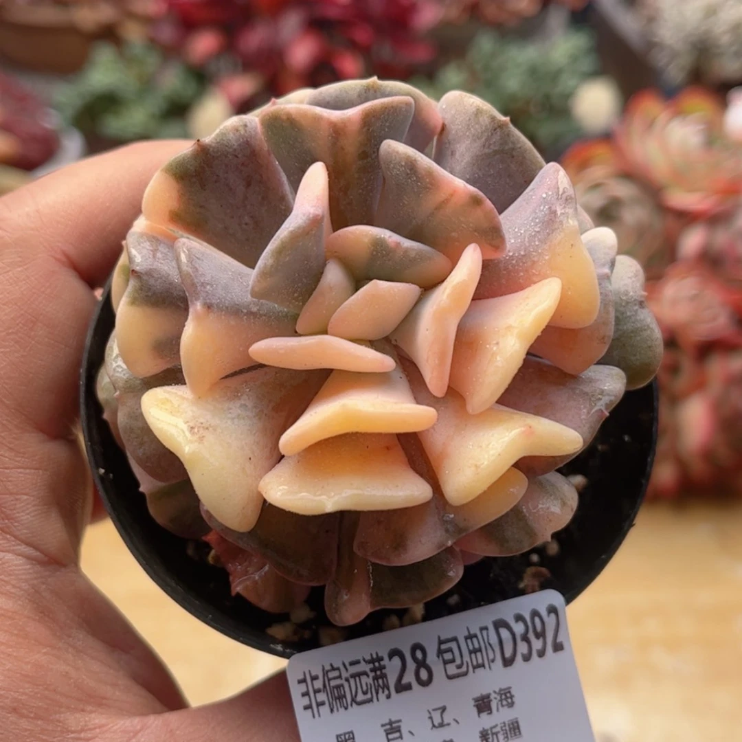 【闪购商品】392雪精灵锦