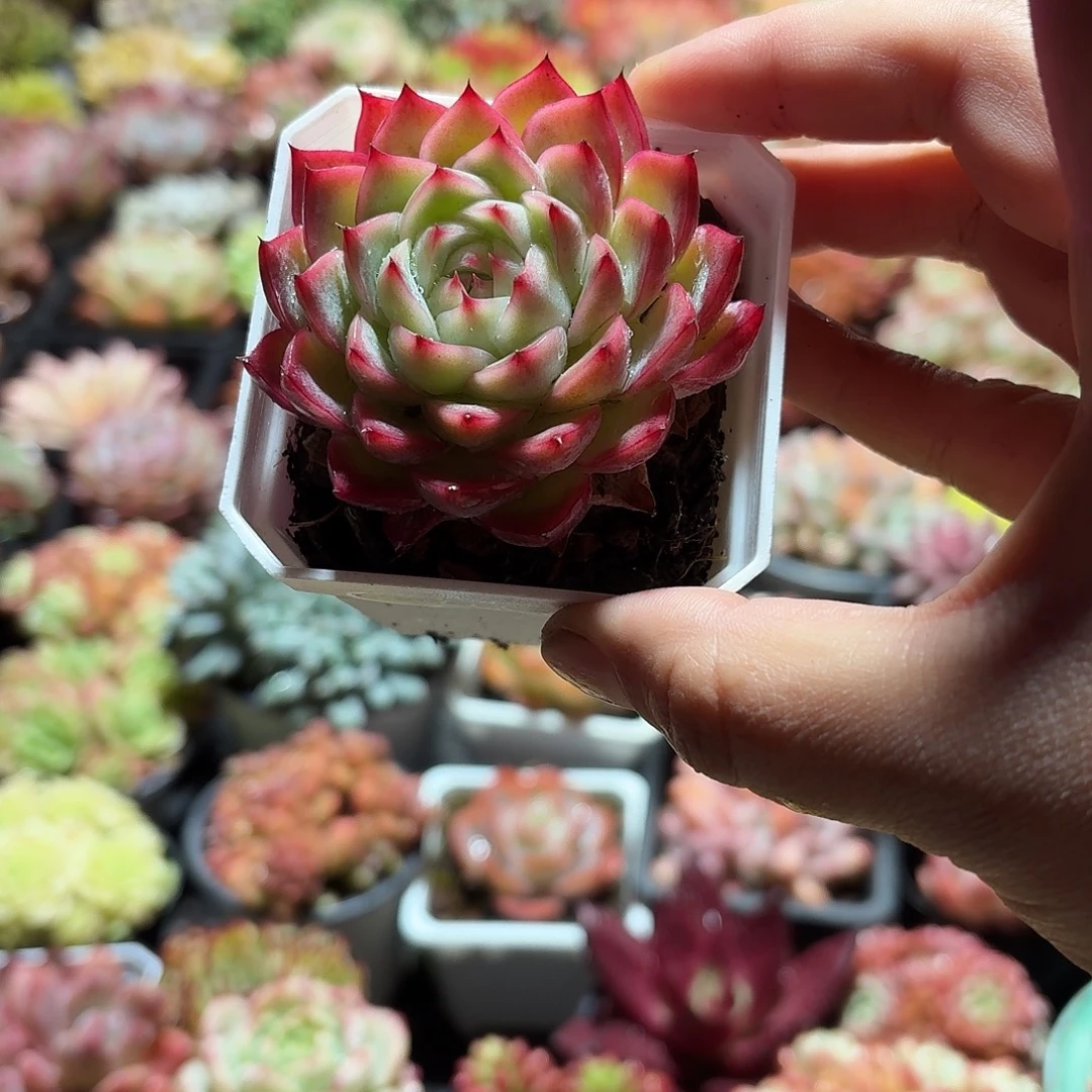 粉水晶多肉7㎝盆单头