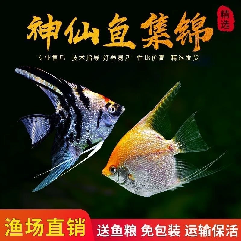 神仙鱼燕鱼苗观赏鱼七彩神仙热带秘鲁活鱼小型淡水好养宠物燕子鱼