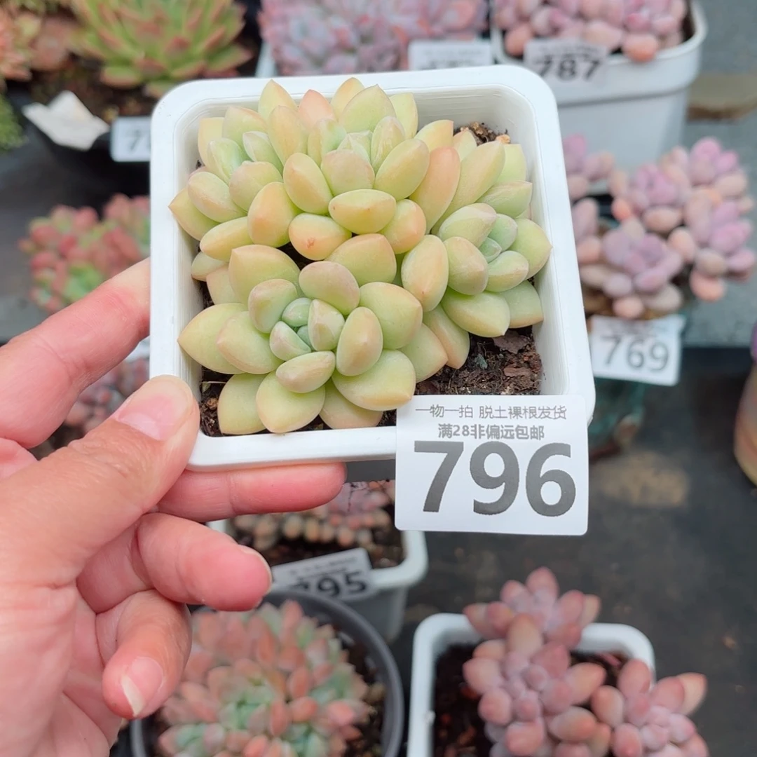 单***良泡泡糖整群无盆土发货