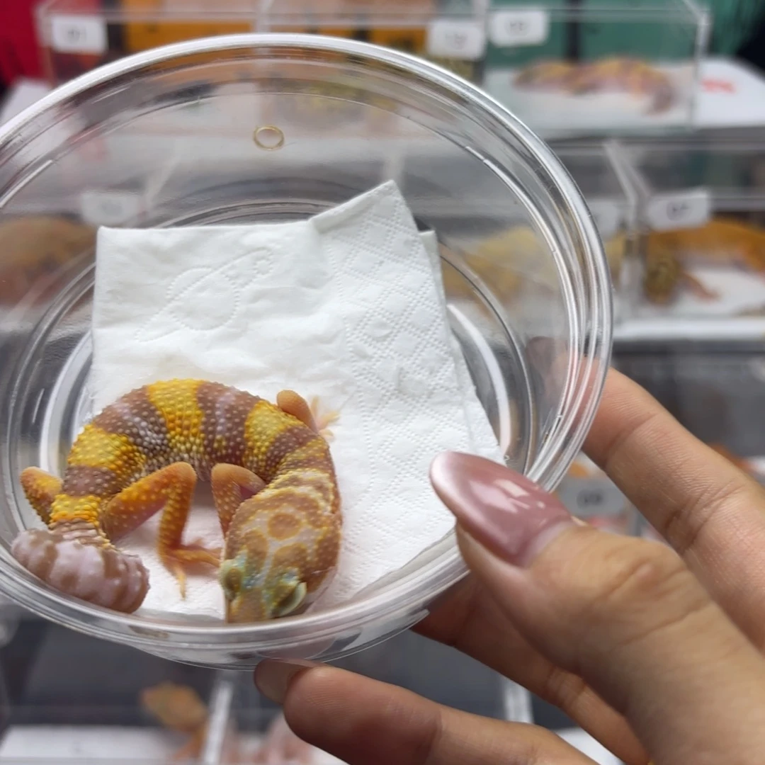 豹纹守宫白黄暴龙 妹妹 J088