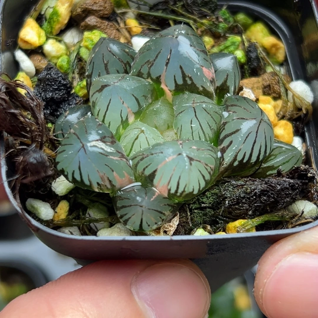 140大窗龙爪玉露锦一物一拍