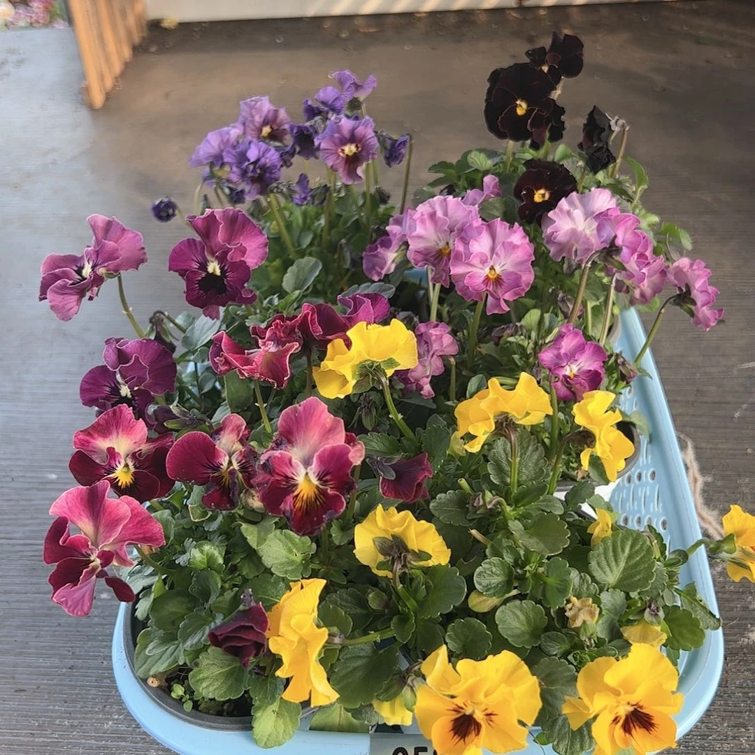 【闪购商品】058号