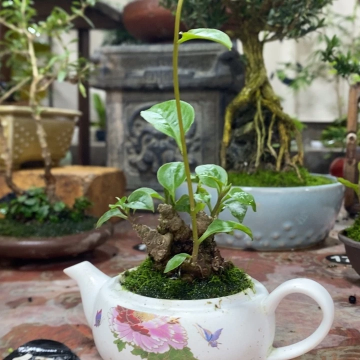 无花朵退款拉黑拉黑31