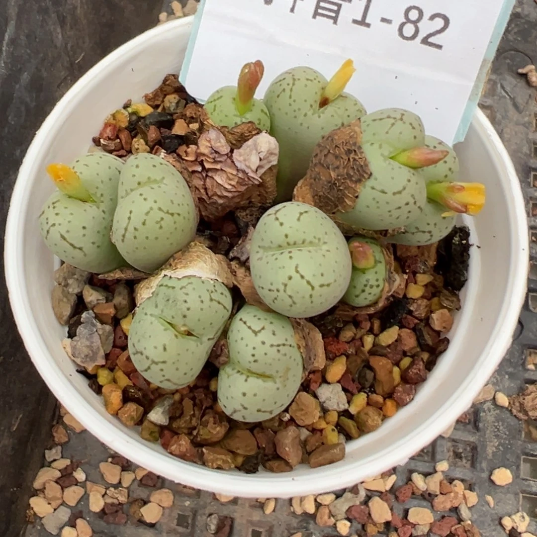 1-82肉锥多肉植物