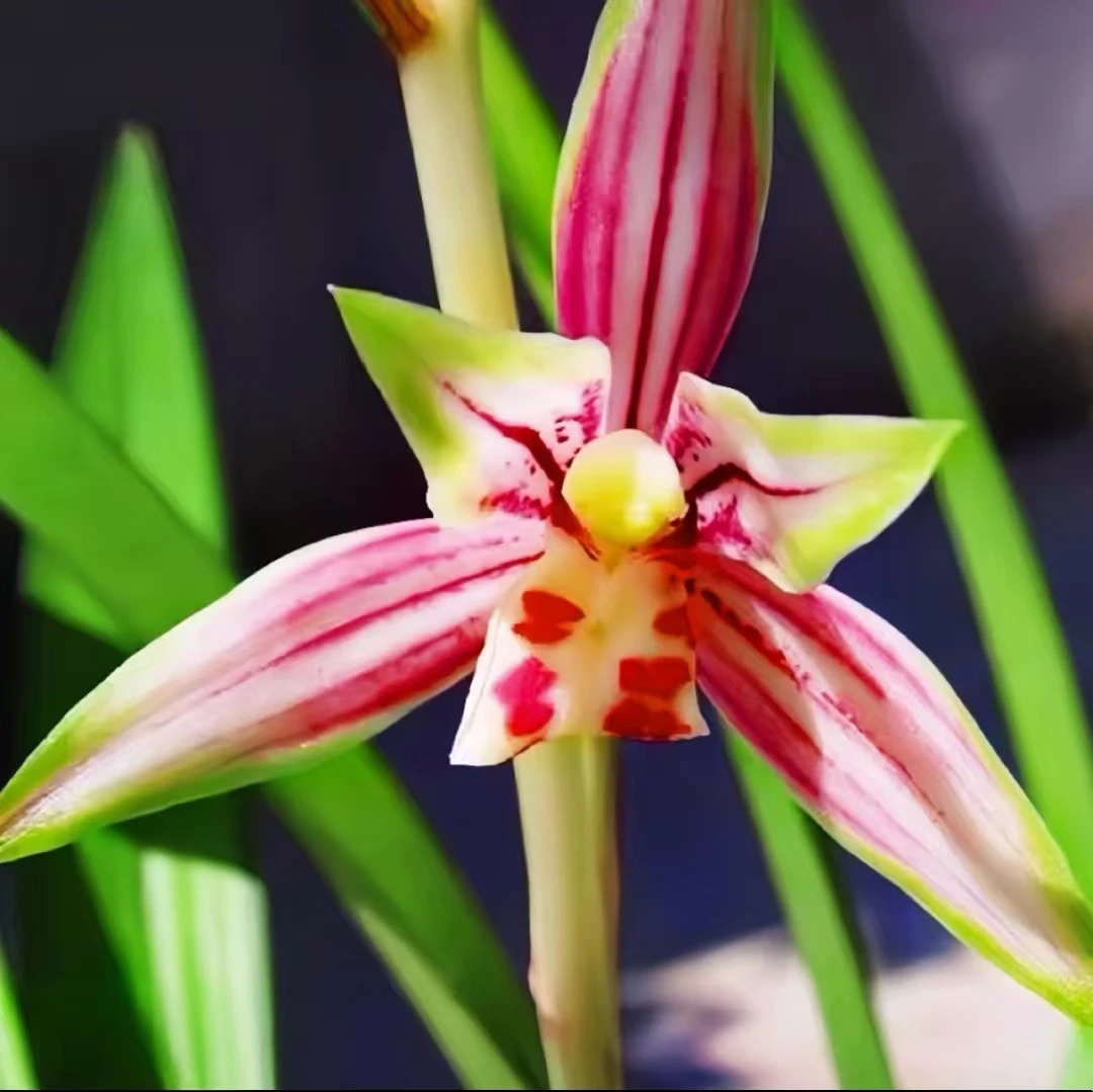 状元红建兰四季兰 兰花花卉绿植粉色栽培室内办公室好养正品