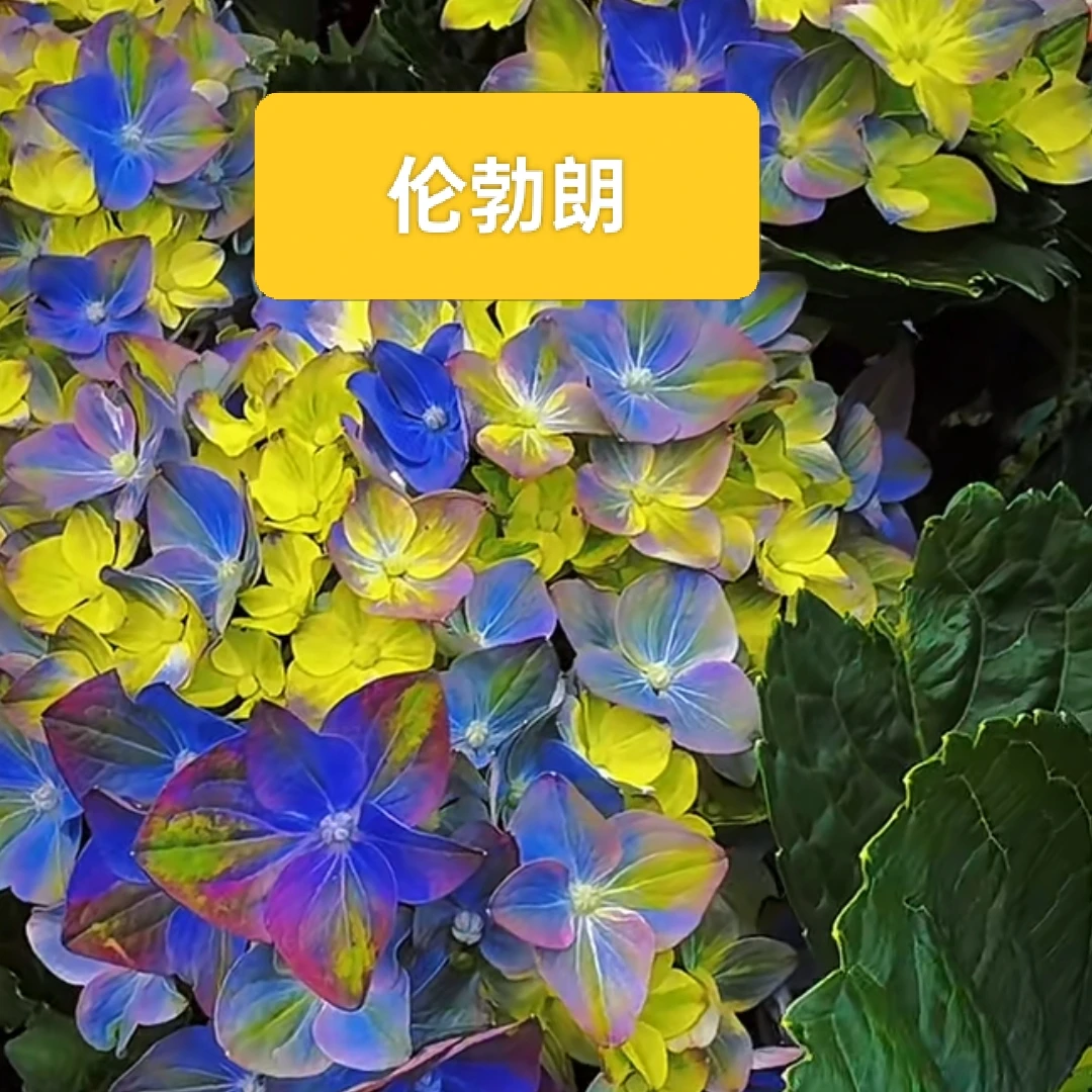 魔幻伦勃朗绣球花2加仑
