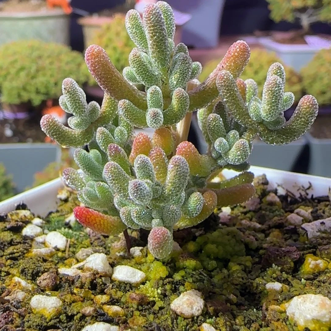 dy1207实生冰晶橙色个体