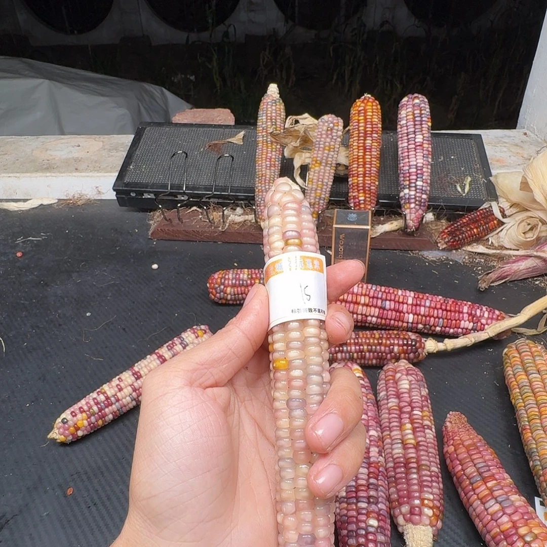 秋***风吊坠柏香籽/百香籽