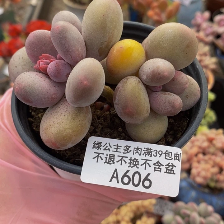 蛋黄奶7cm606多肉植物