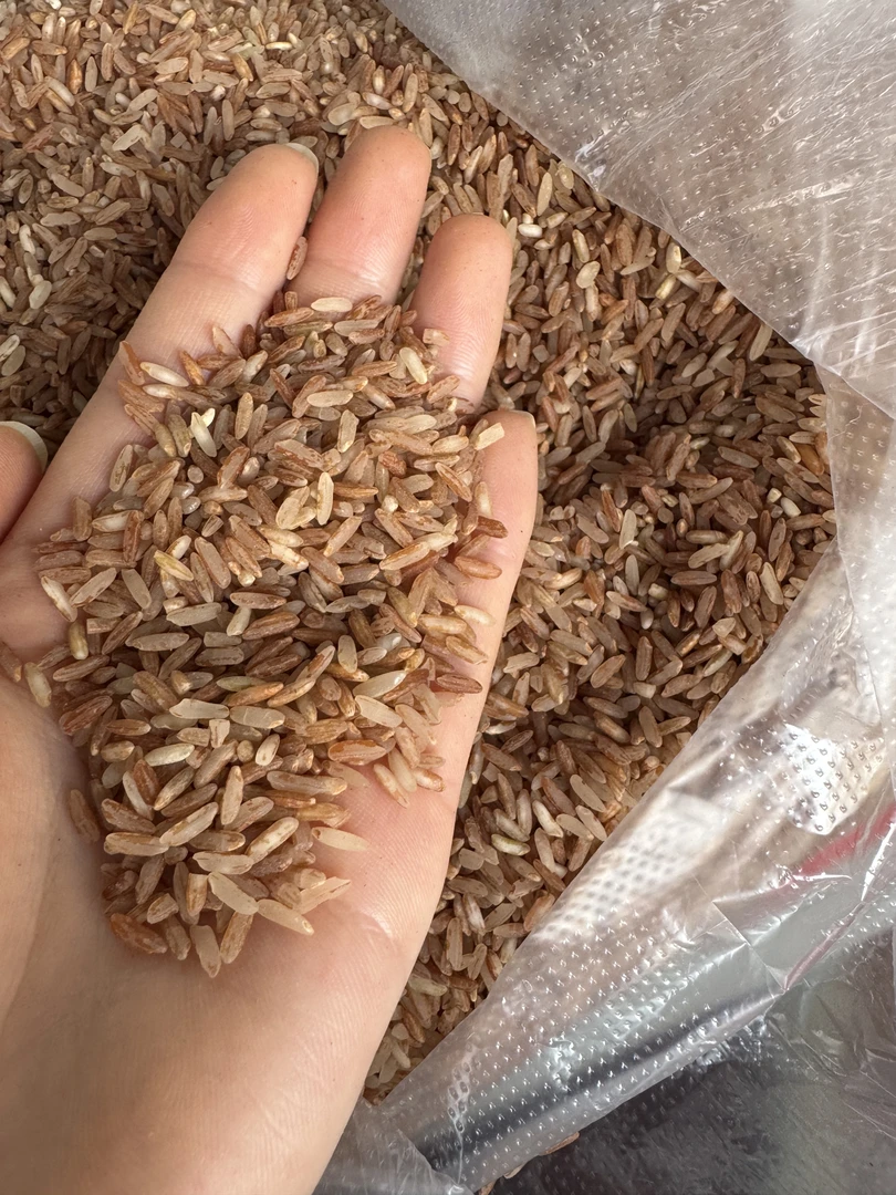 梯田红米  软米云南红米