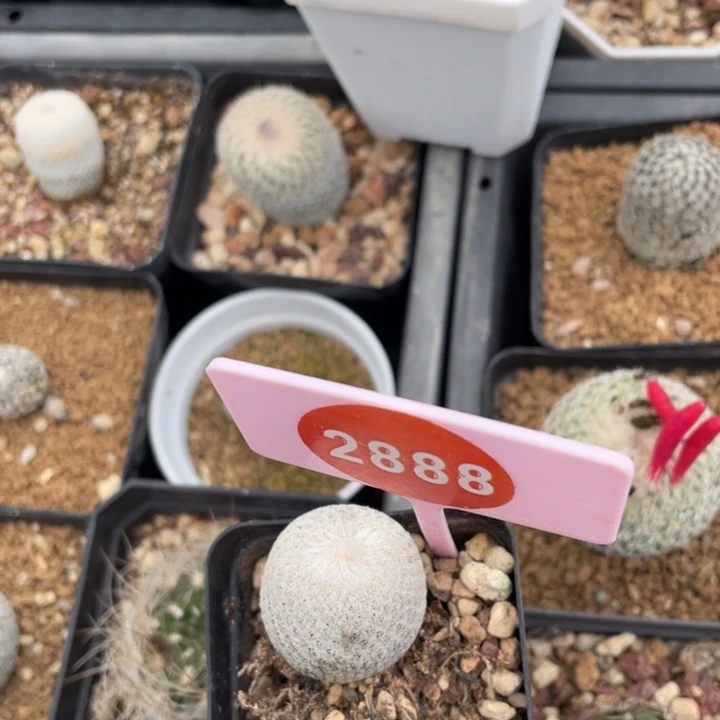 公***乔自根小人帽2888-0000