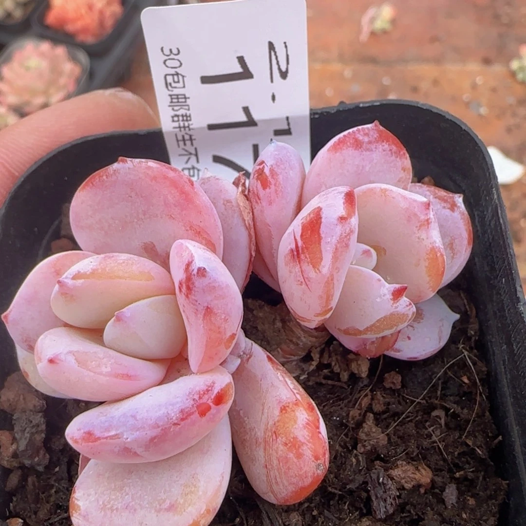 双头老桩奶茶一颗脱土