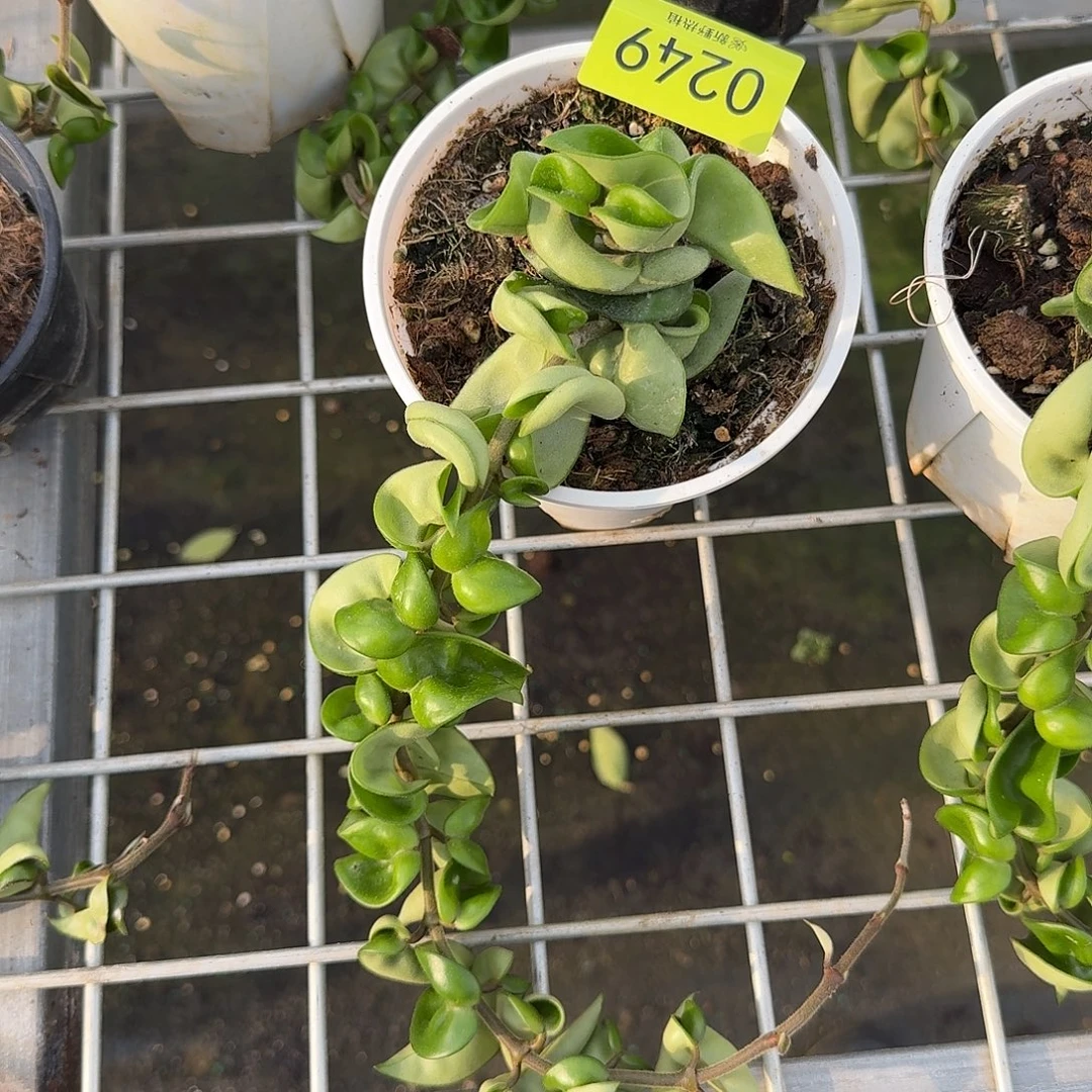 理***想完全开放0249卷叶球兰