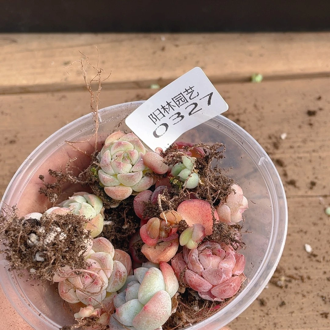 多肉植物多肉植物327