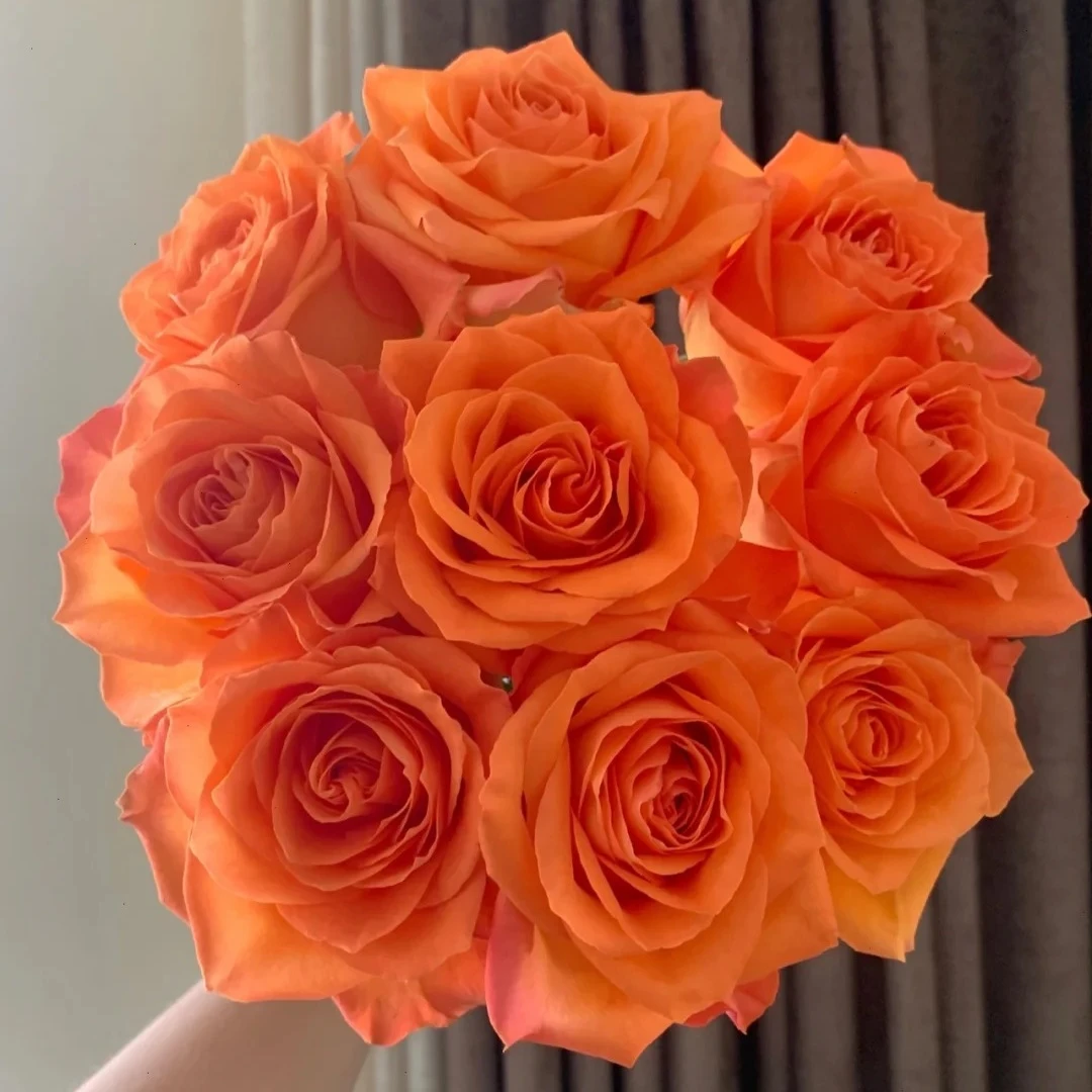 【锦裳花】国王日玫瑰 基地直发  两单升级EMS空运/京东冷链