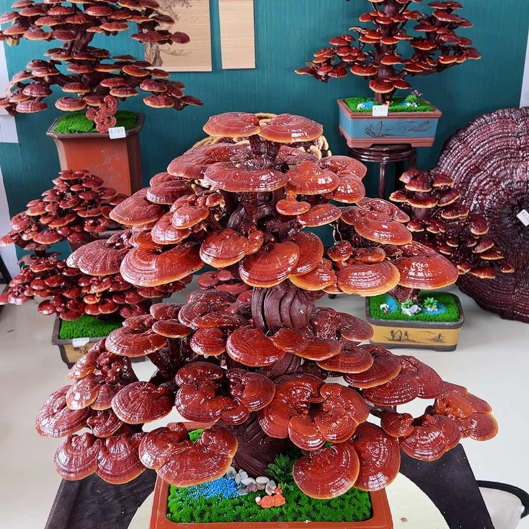 【闪购商品】无花朵